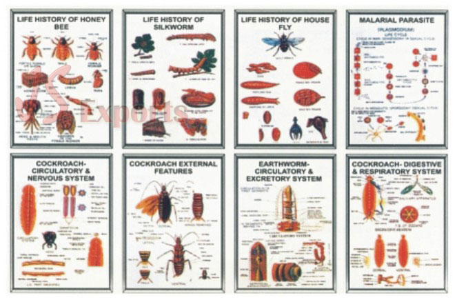 ZOOLOGY-V (Set of 8)